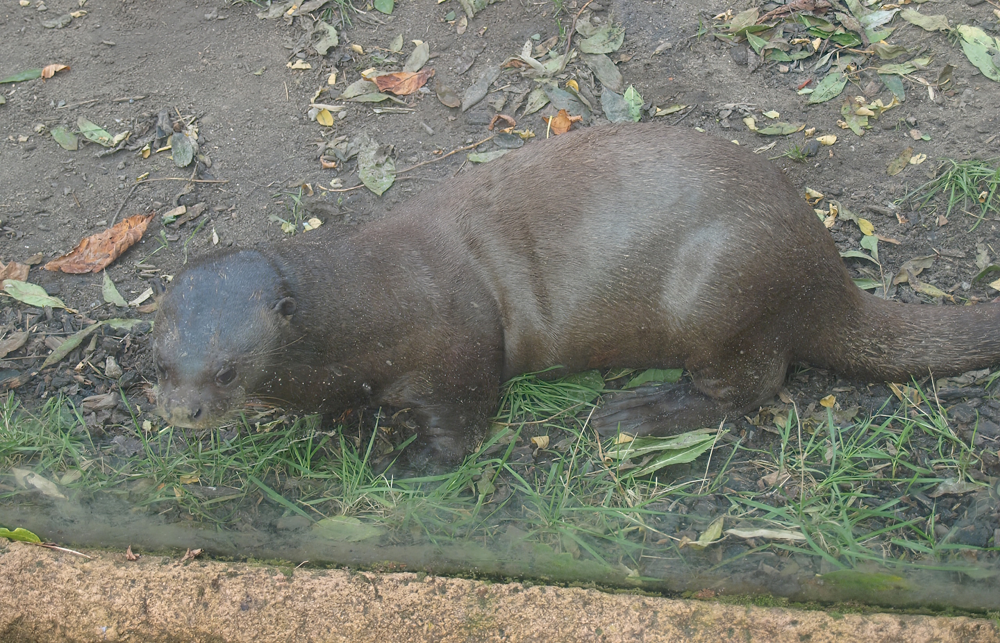 Giant otter (Pteronura brasiliensis), 2014-10-19