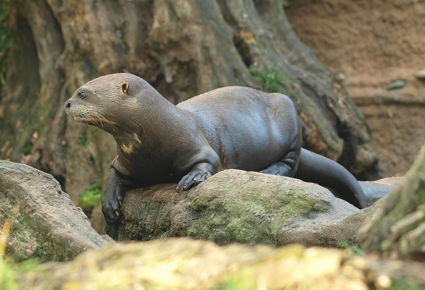 Giant otter (Pteronura brasiliensis), 2014-10-19