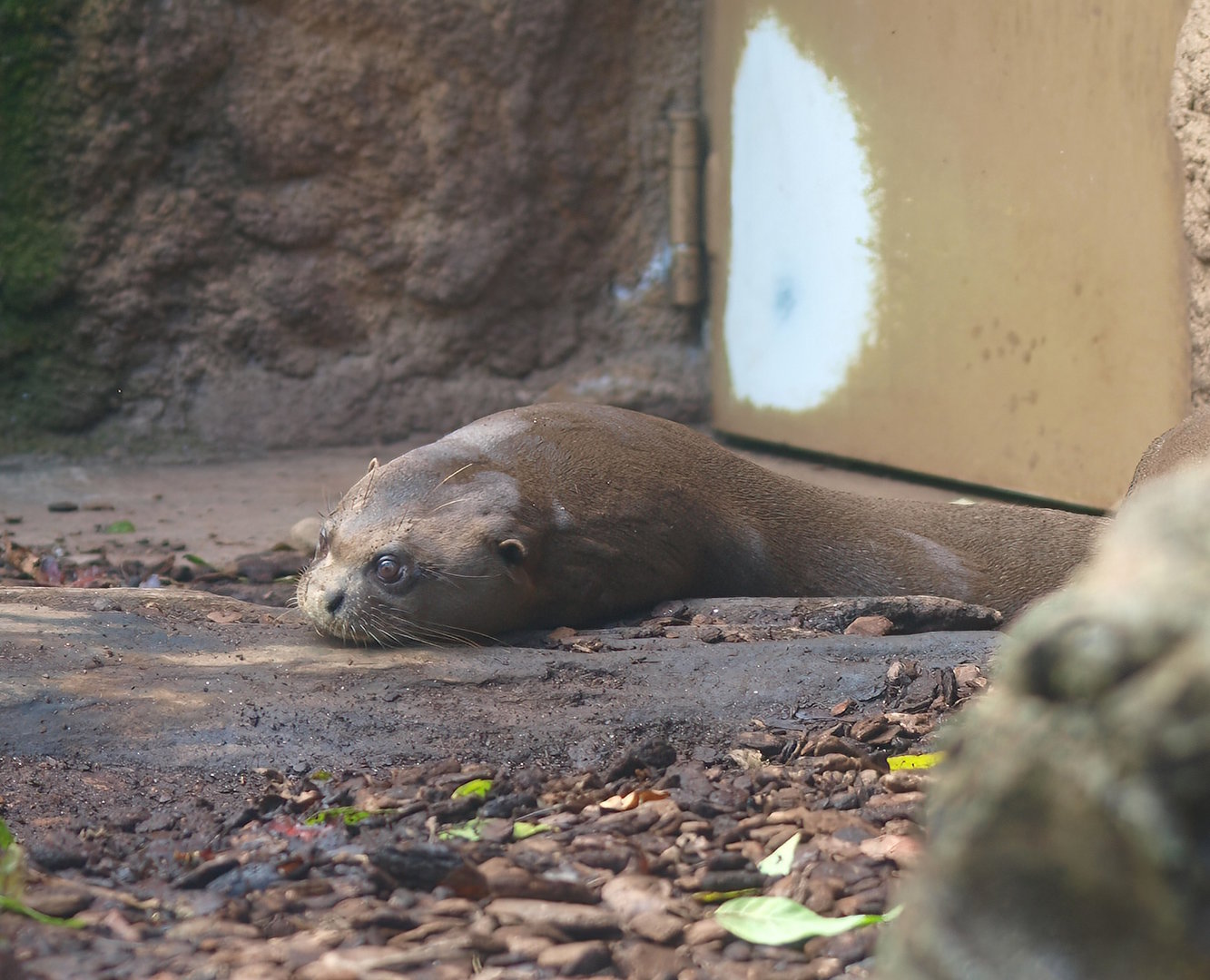 Giant otter (Pteronura brasiliensis), 2014-10-19