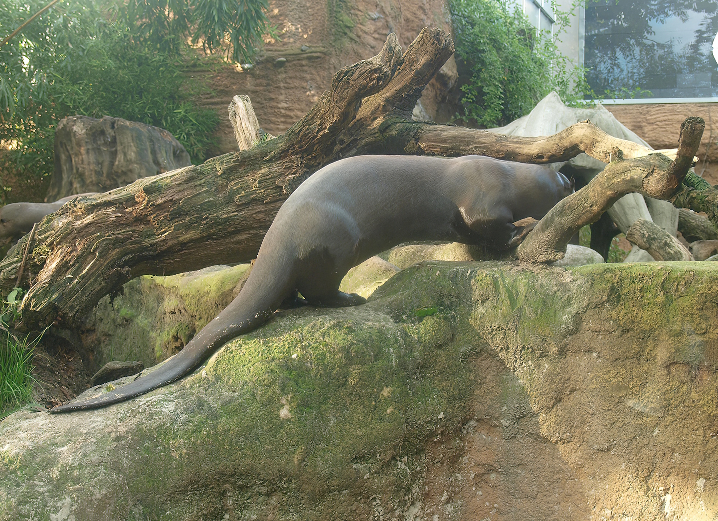 Giant otter (Pteronura brasiliensis), 2014-10-19