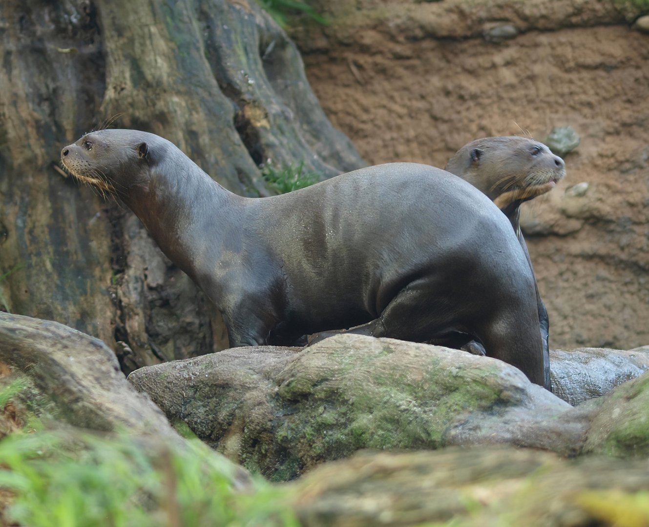 Giant otter (Pteronura brasiliensis), 2014-10-19