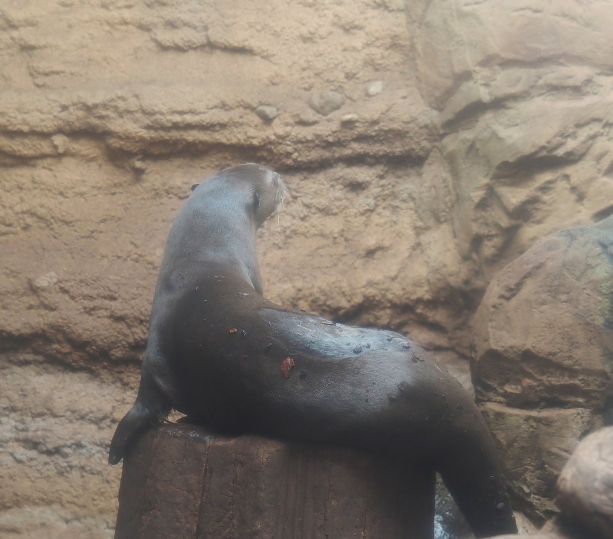 Giant otter (Pteronura brasiliensis), 2024-06-08