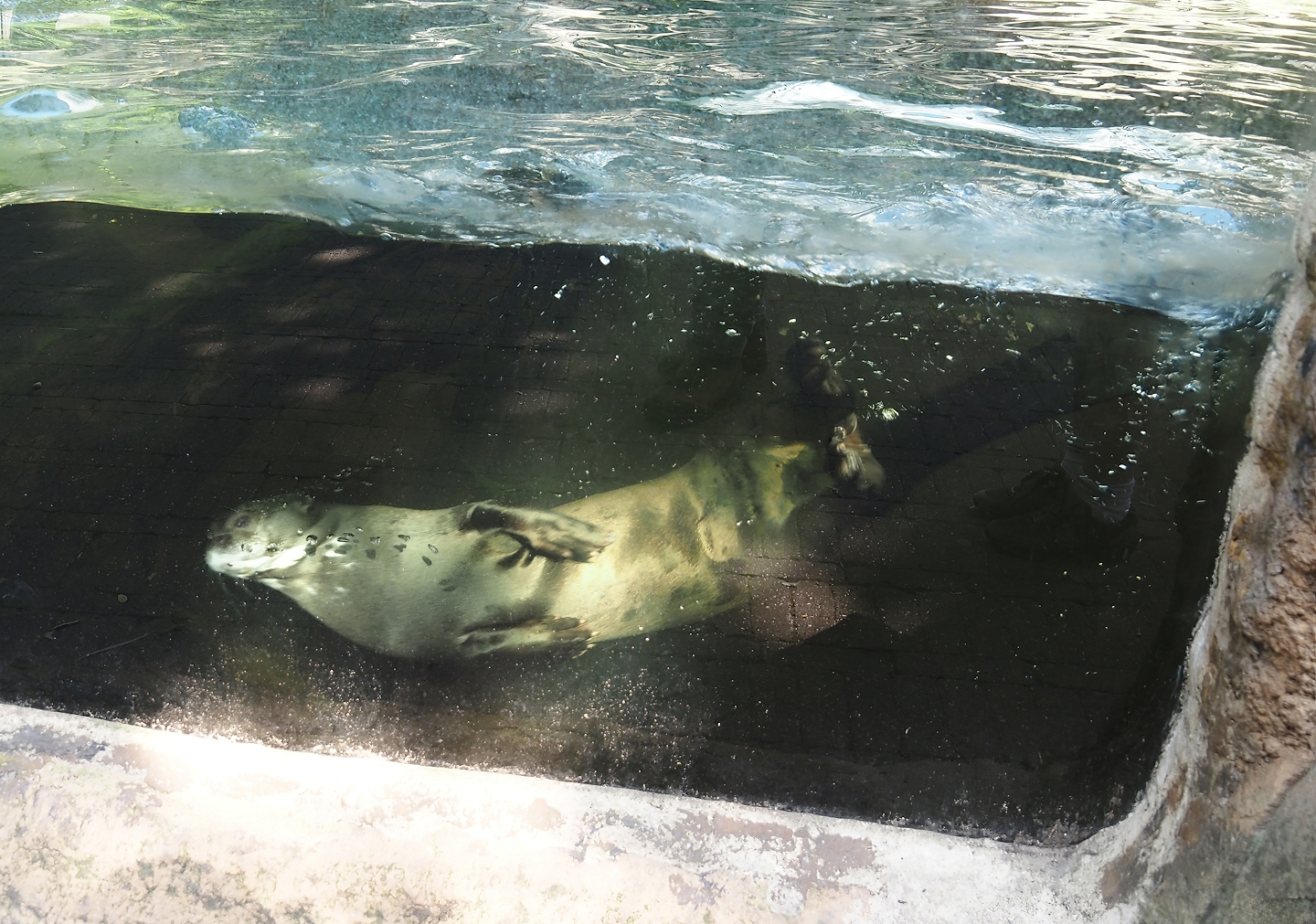 Giant otter (Pteronura brasiliensis), 2024-06-08