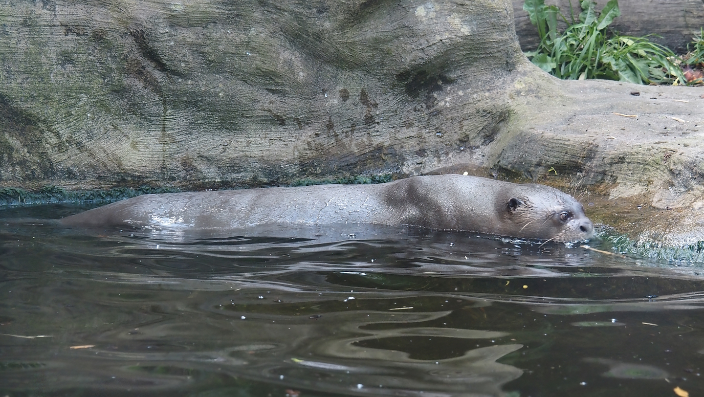 Giant otter (Pteronura brasiliensis), 2024-06-08