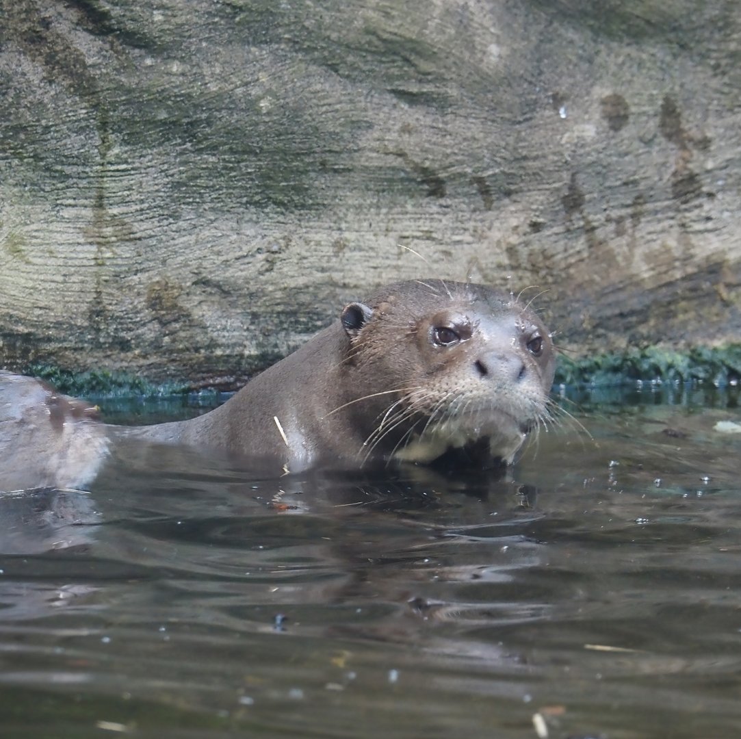 Giant otter (Pteronura brasiliensis), 2024-06-08