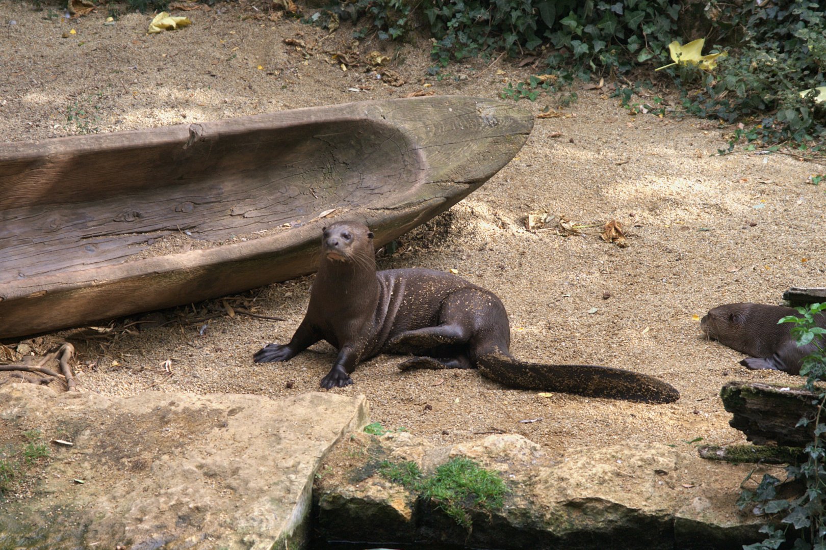 Giant Otter (Pteronura brasiliensis), 27-08-25