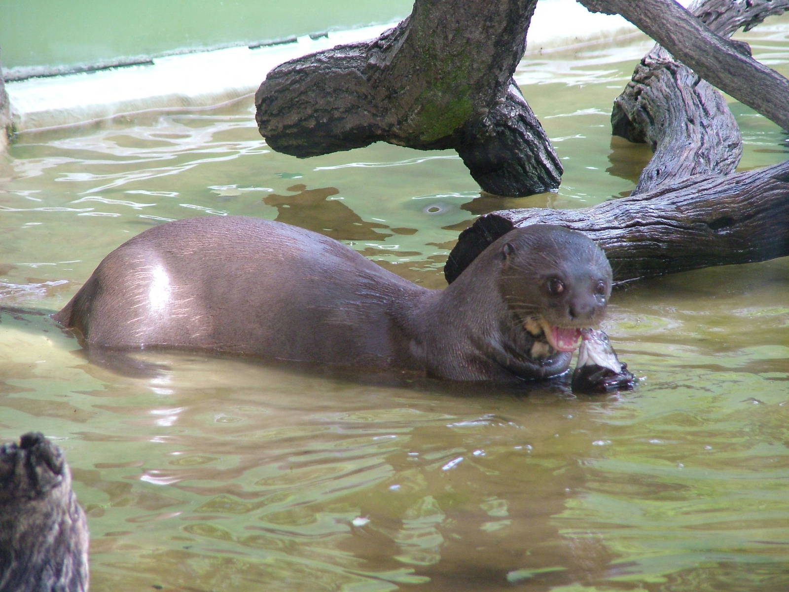 Giant Otter (Pteronura brasiliensis) at Hagenbecks, Hamburg