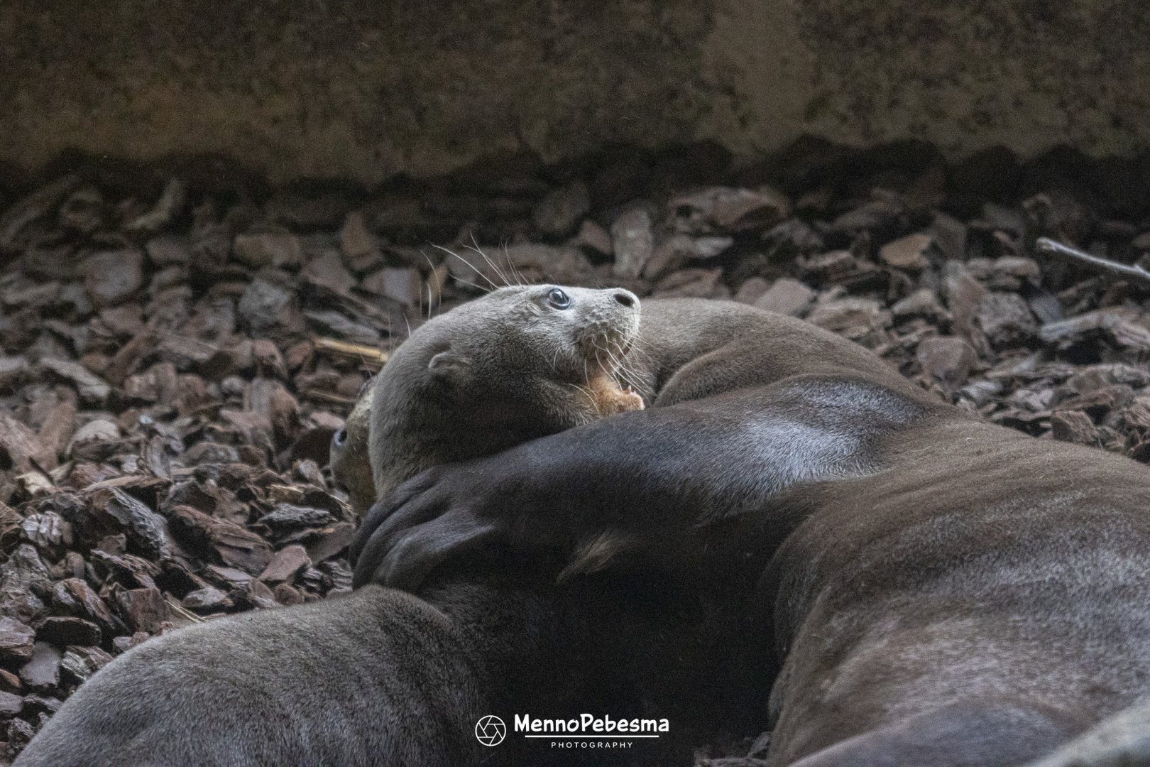 Giant otter (Pteronura brasiliensis) - Two-month-old cub playing with its father