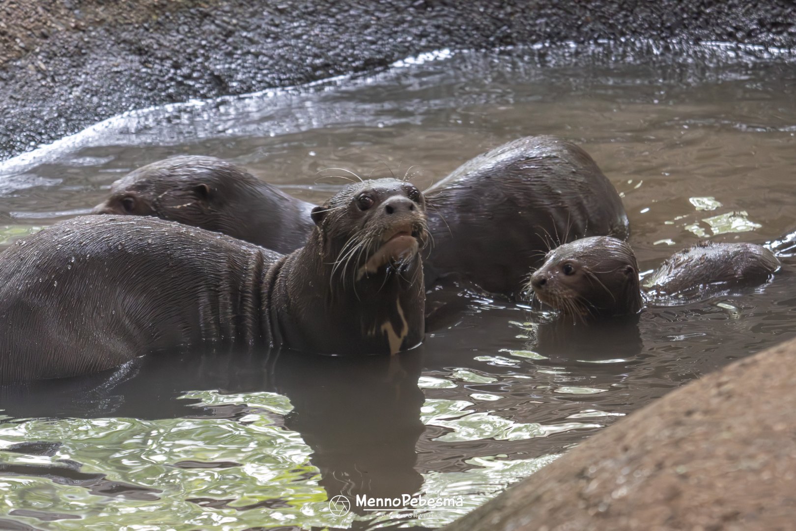 Giant otter (Pteronura brasiliensis) - Two-month-old cub receives swimming lessons from its parents