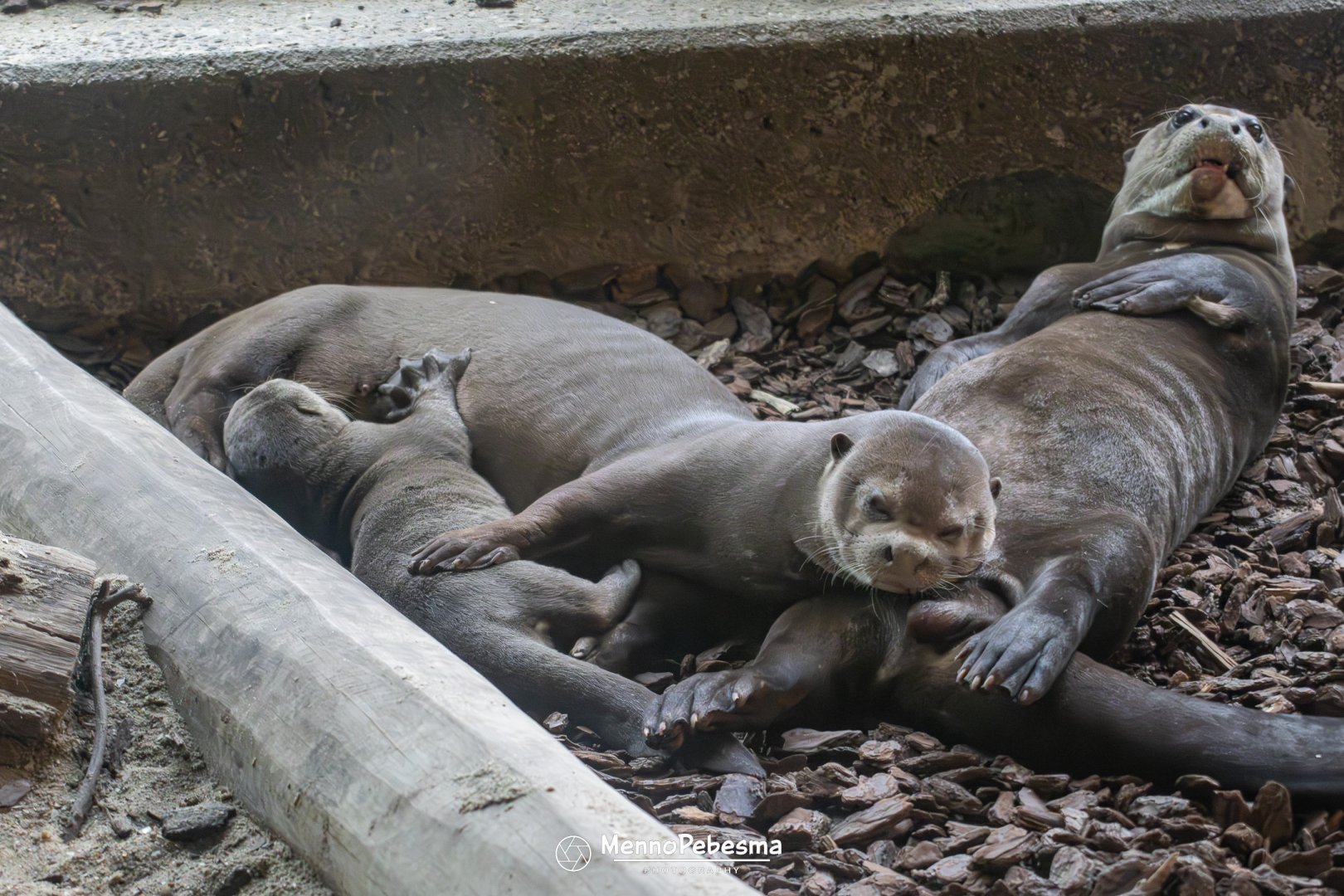 Giant otter (Pteronura brasiliensis) - Two-month-old cub with its parents