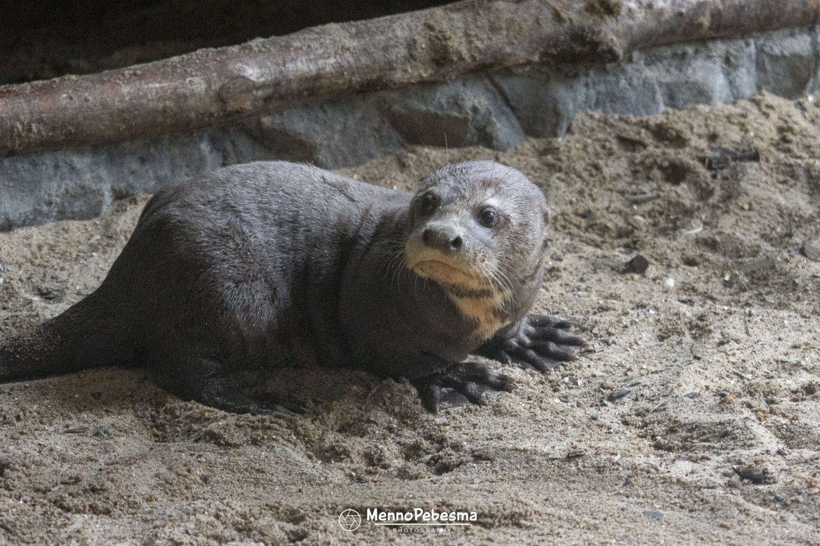 Giant otter (Pteronura brasiliensis) - Two-month-old cub