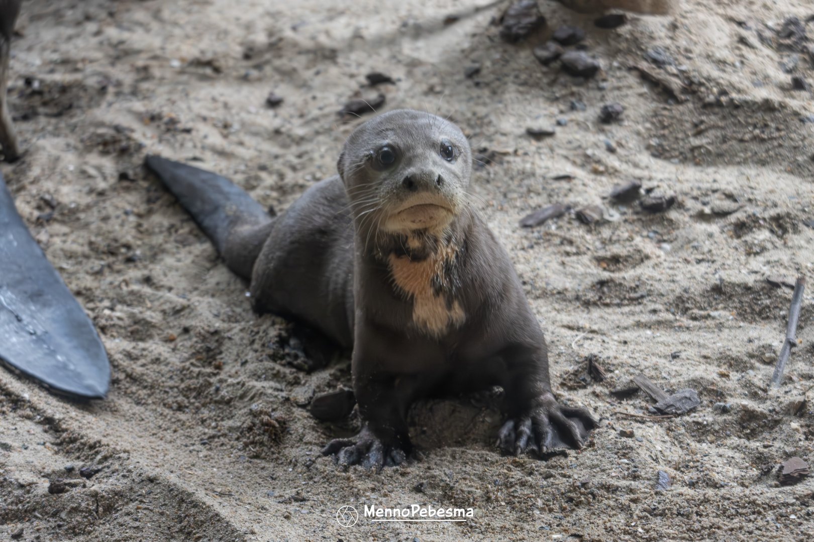 Giant otter (Pteronura brasiliensis) - Two-month-old cub