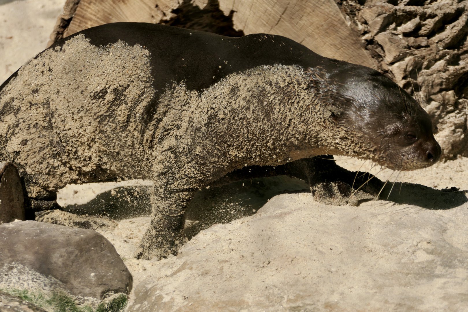 Giant Otter - Pteronura brasiliensis - Water is Life