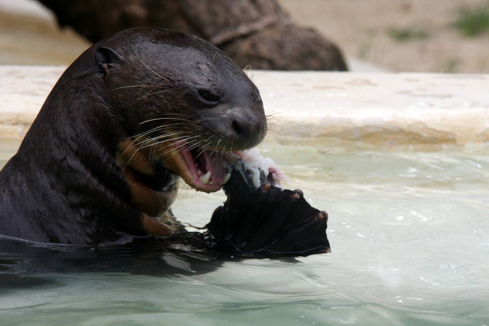 giant otter (Pteronura brasiliensis)