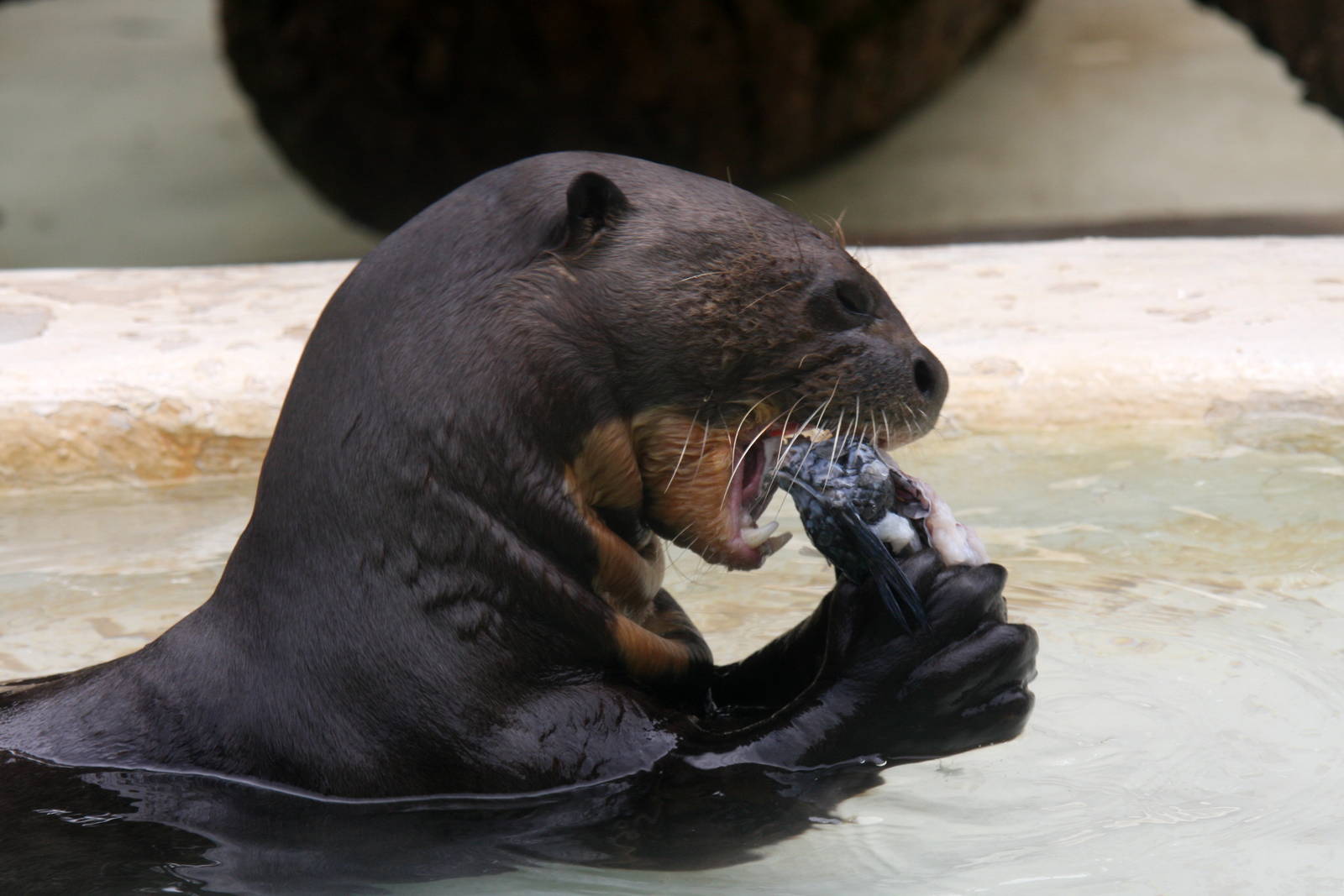 giant otter (Pteronura brasiliensis)