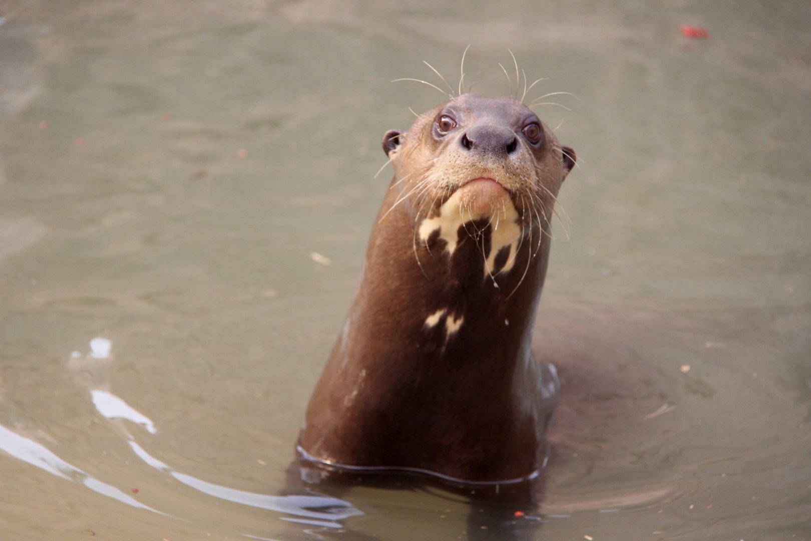 giant otter (Pteronura brasiliensis)
