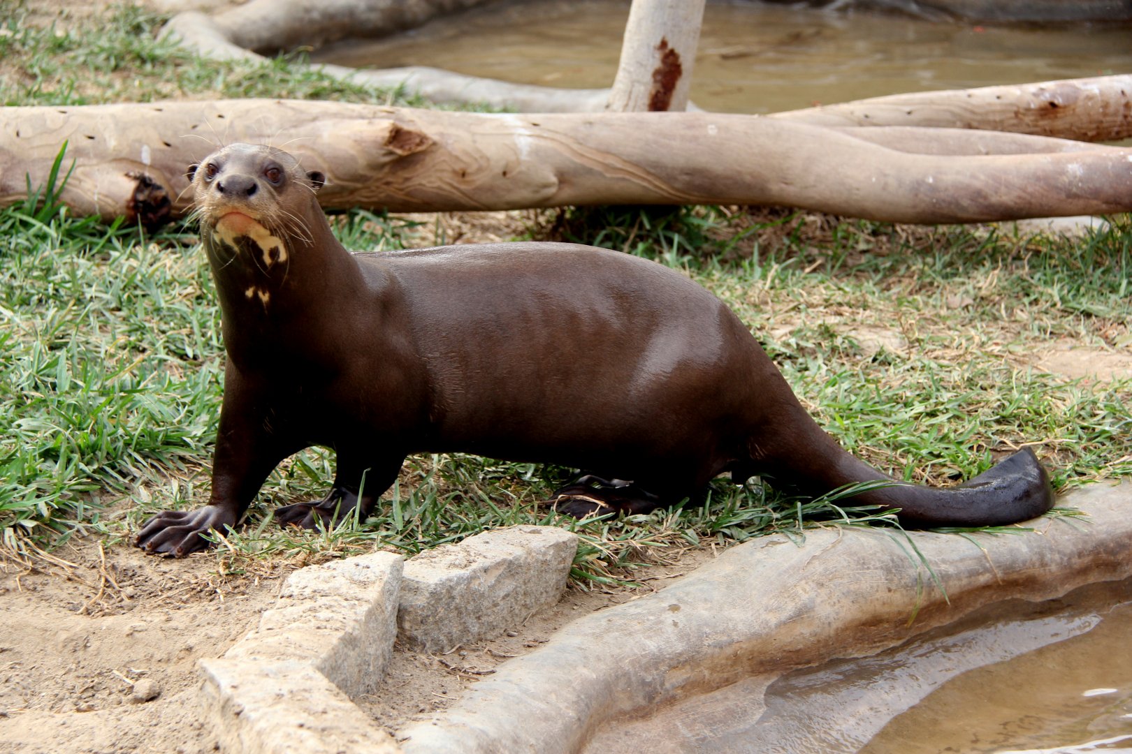 giant otter (Pteronura brasiliensis)