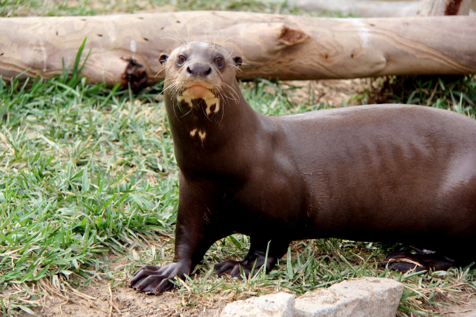 giant otter (Pteronura brasiliensis)