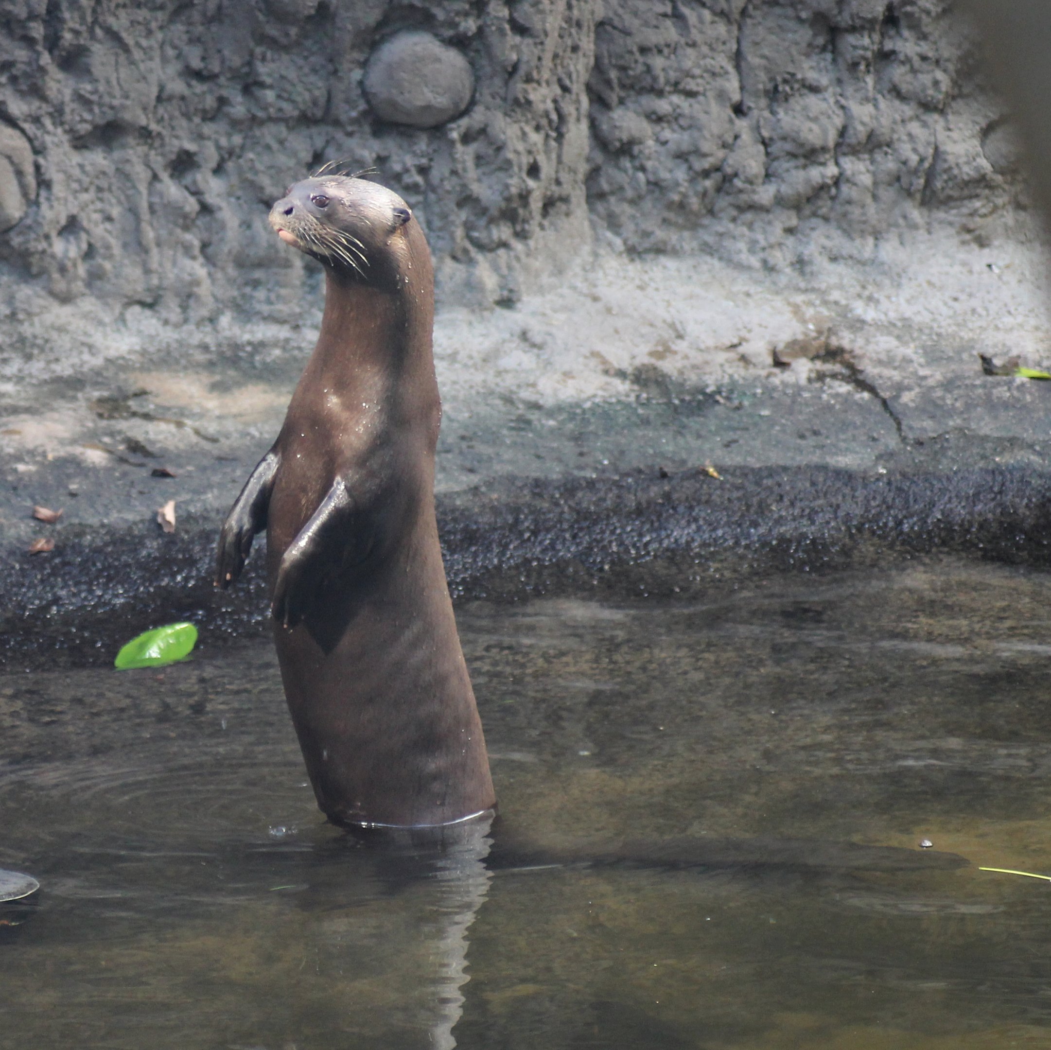 Giant otter (Pteronura brasiliensis)