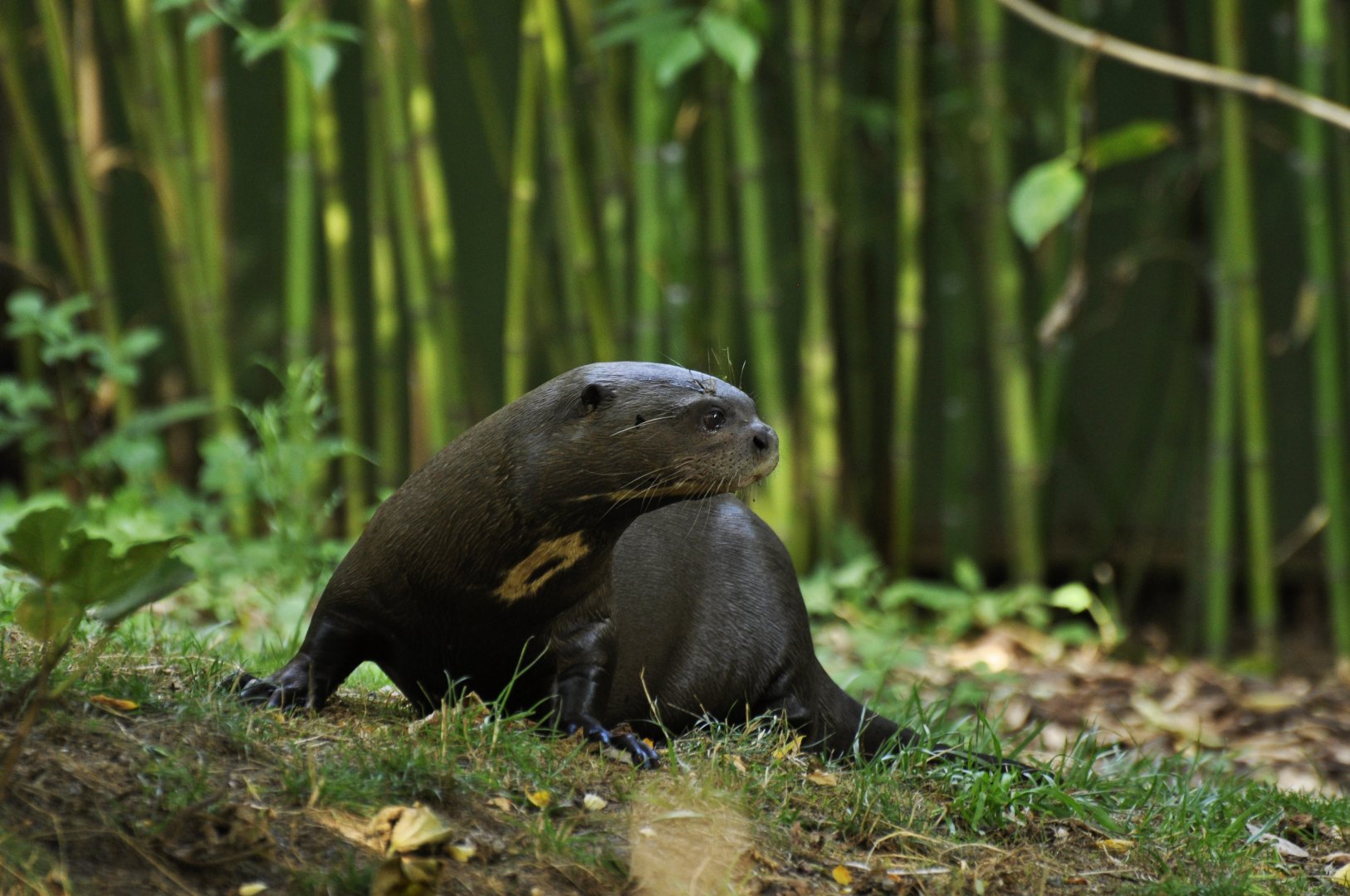 Giant otter (Pteronura brasiliensis)