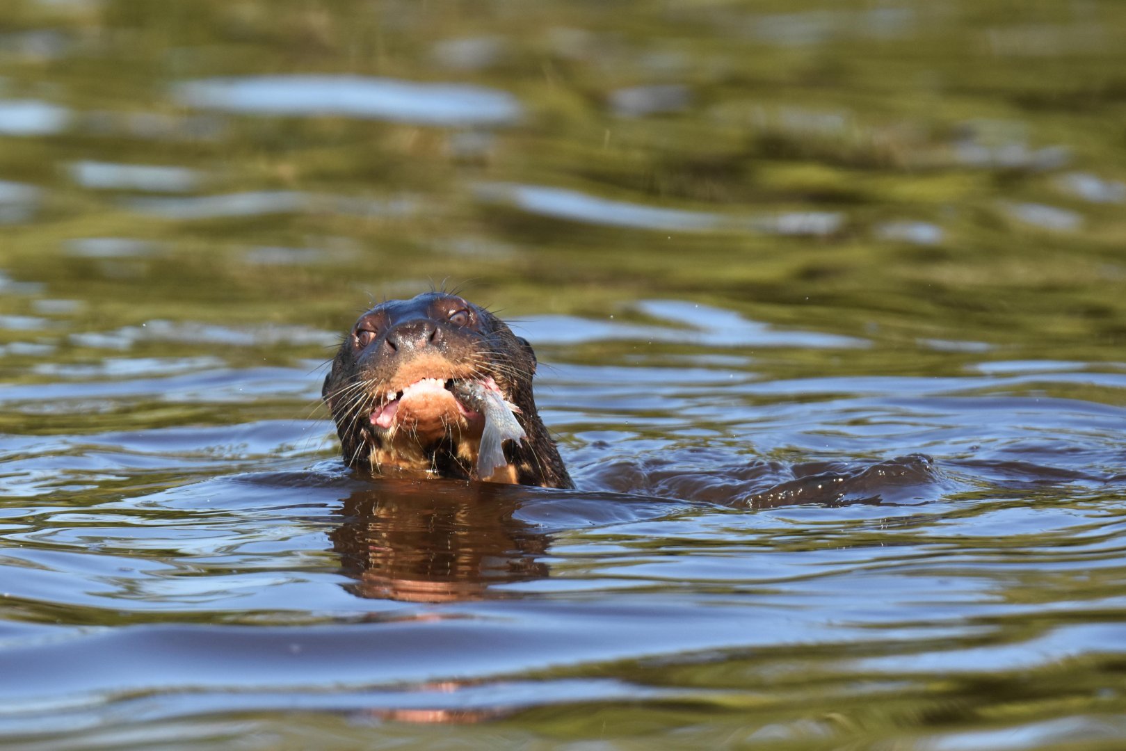 Giant otter (Pteronura brasiliensis)
