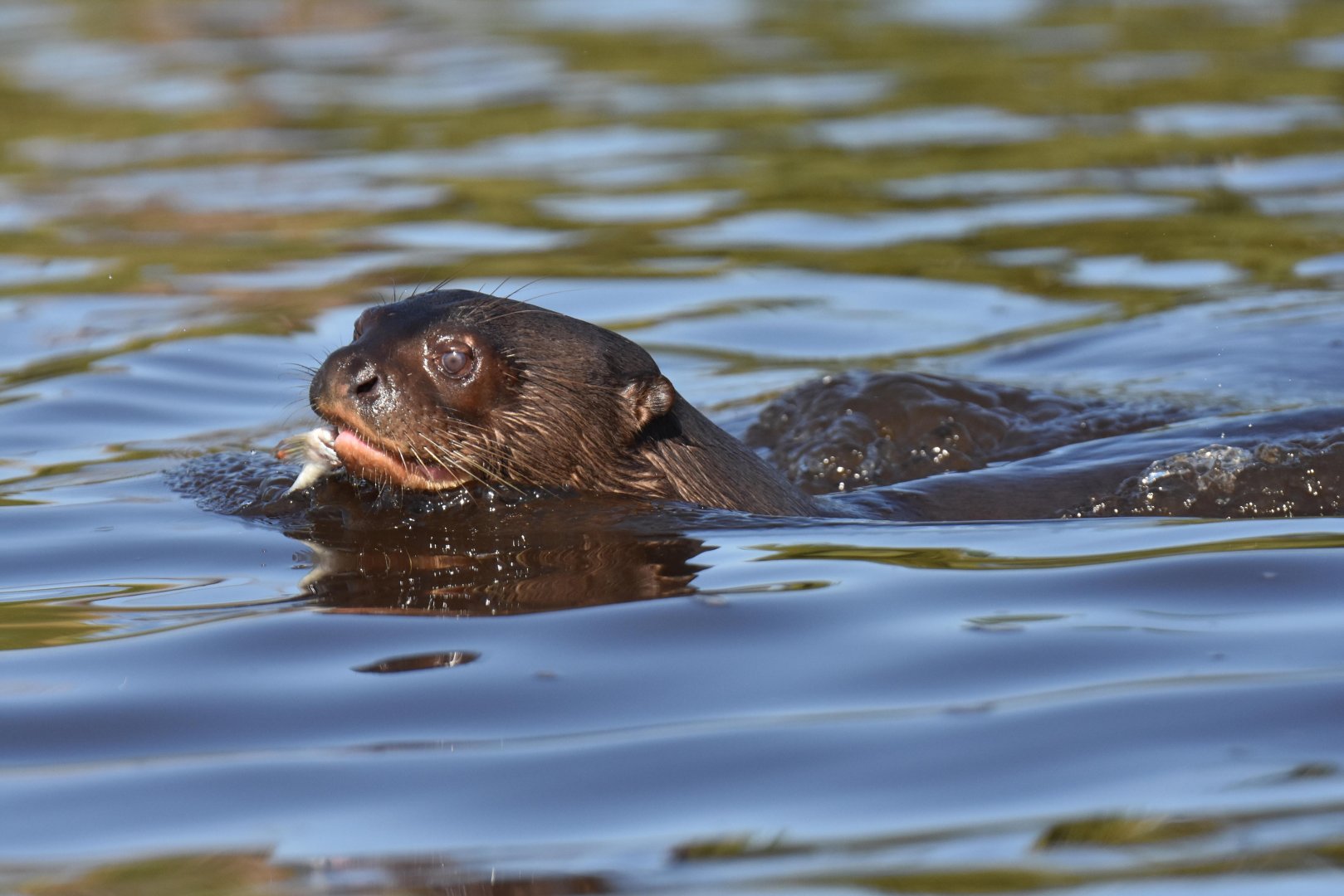 Giant otter (Pteronura brasiliensis)