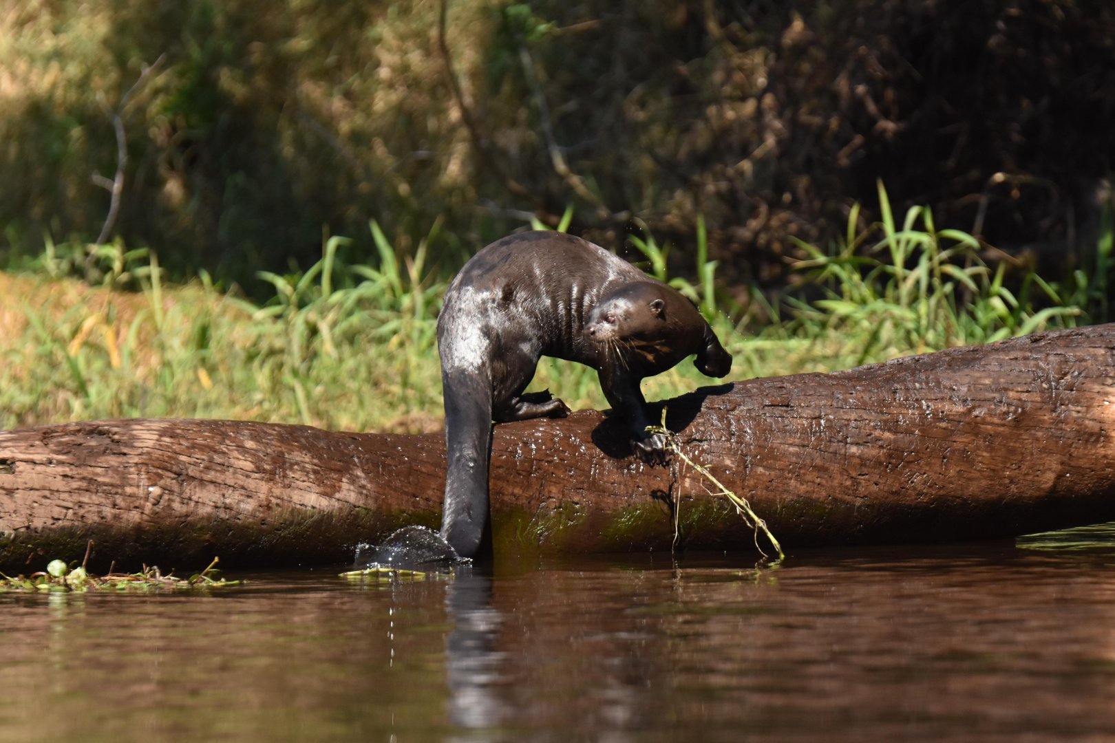 Giant otter (Pteronura brasiliensis)