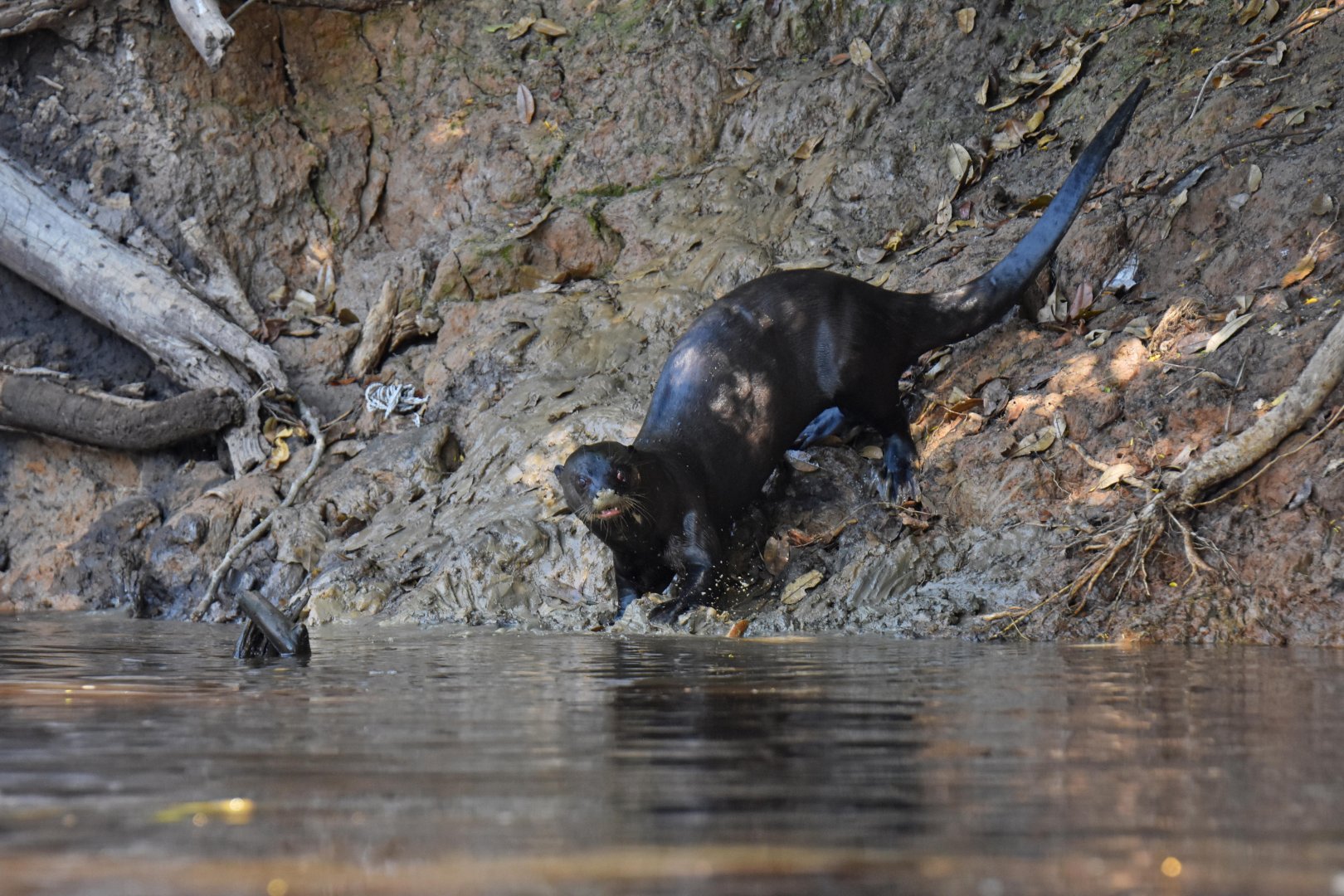 Giant otter (Pteronura brasiliensis)