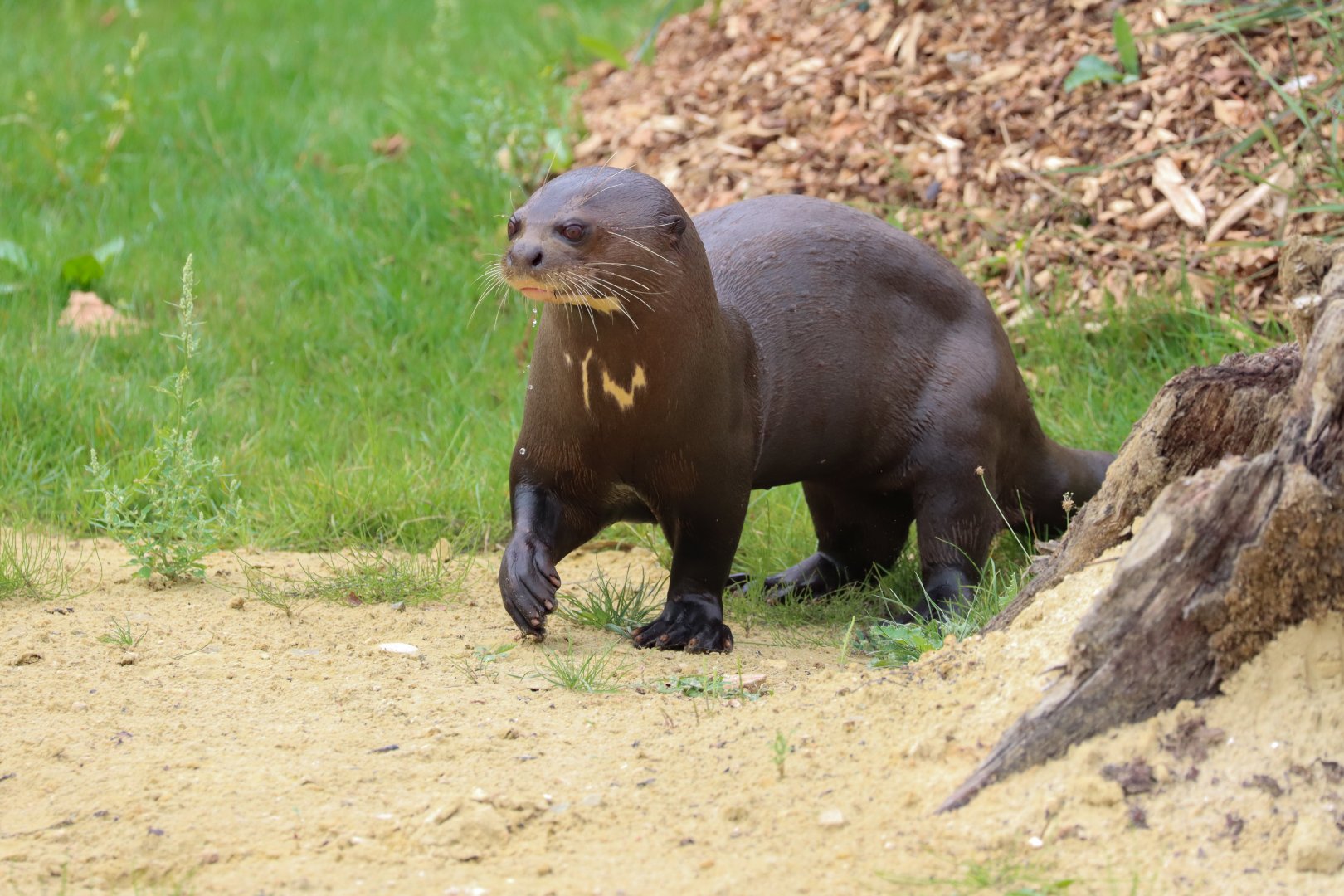 Giant otter (Pteronura brasiliensis)