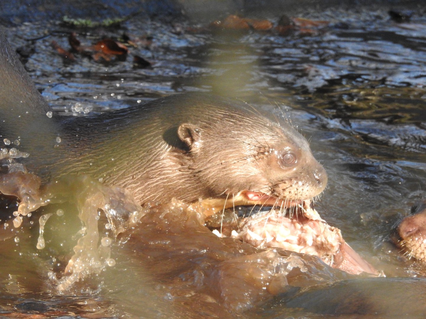 Giant Otter (Pteronura brasiliensis)