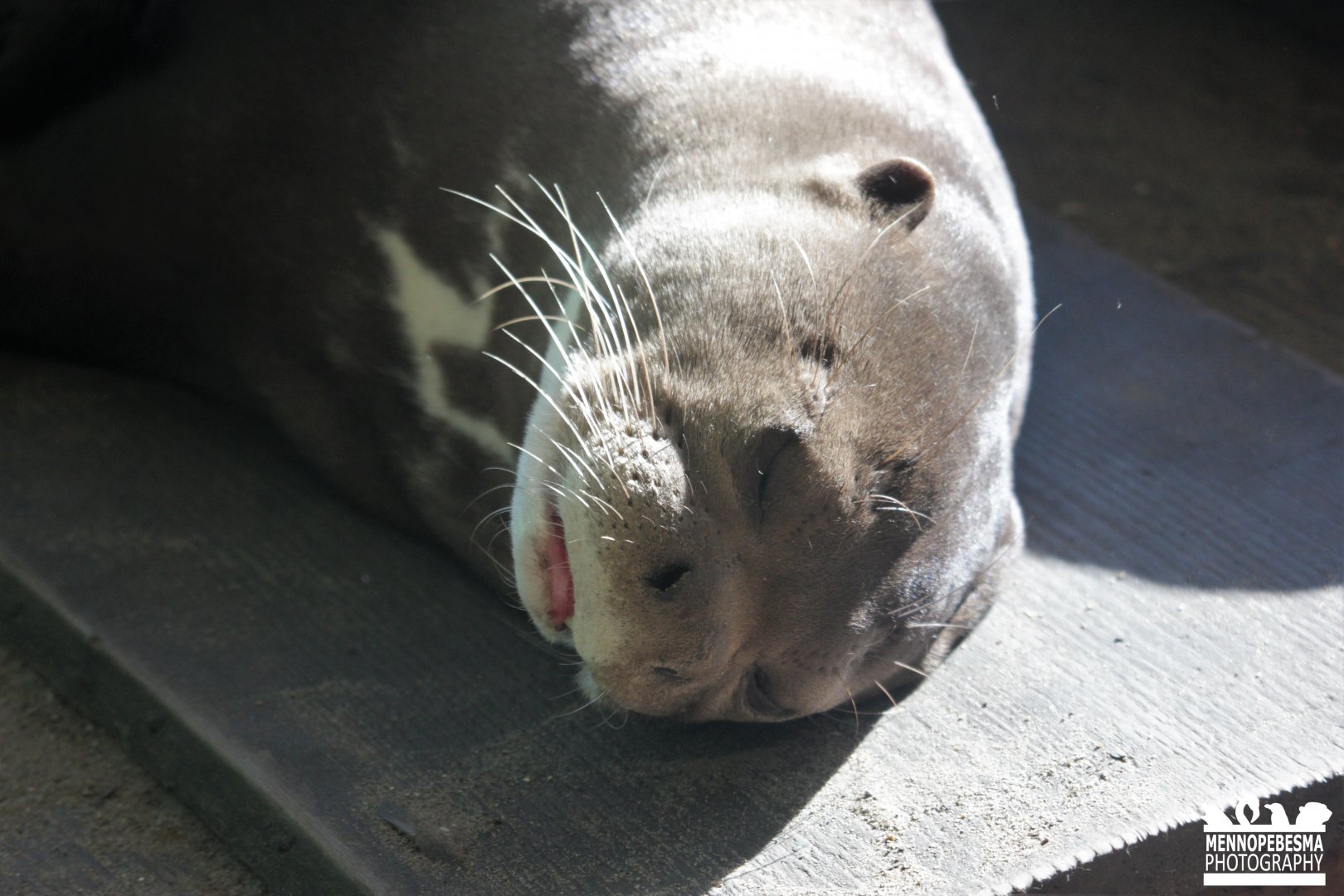 Giant otter (Pteronura brasiliensis)