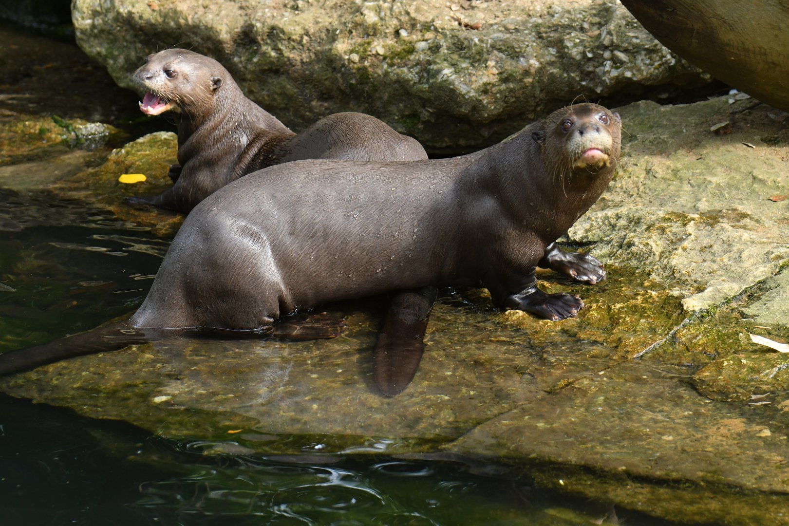 Giant otter (Pteronura brasiliensis)