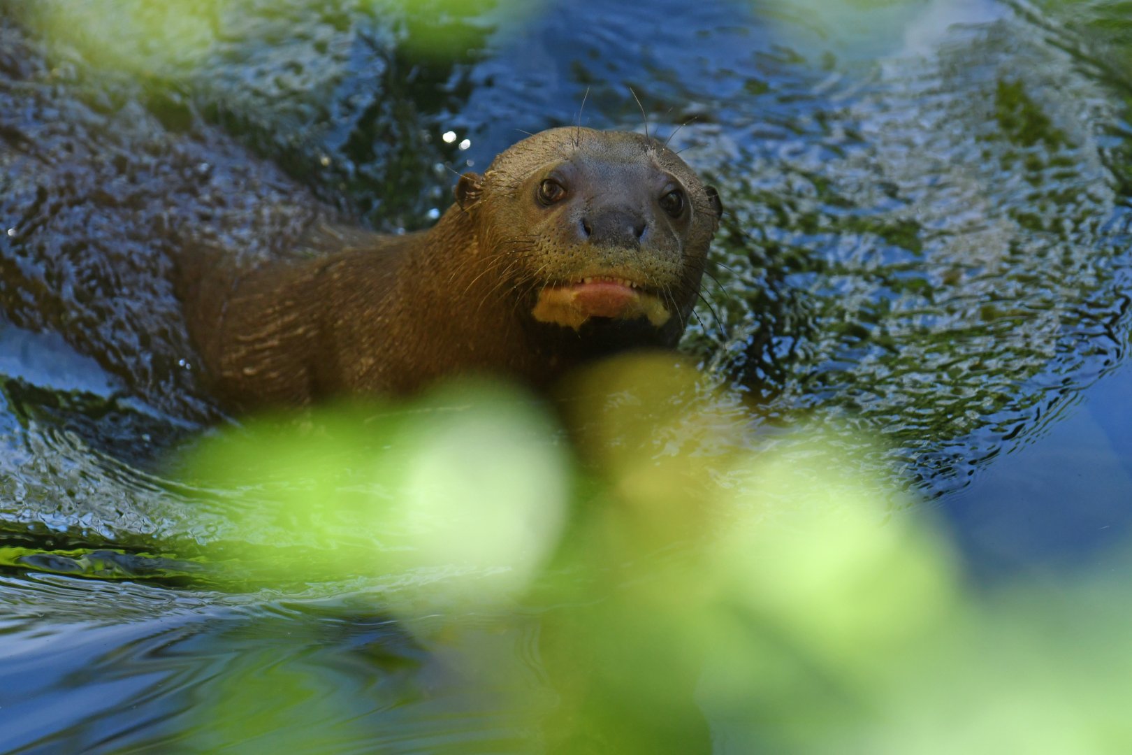 Giant otter (Pteronura brasiliensis)