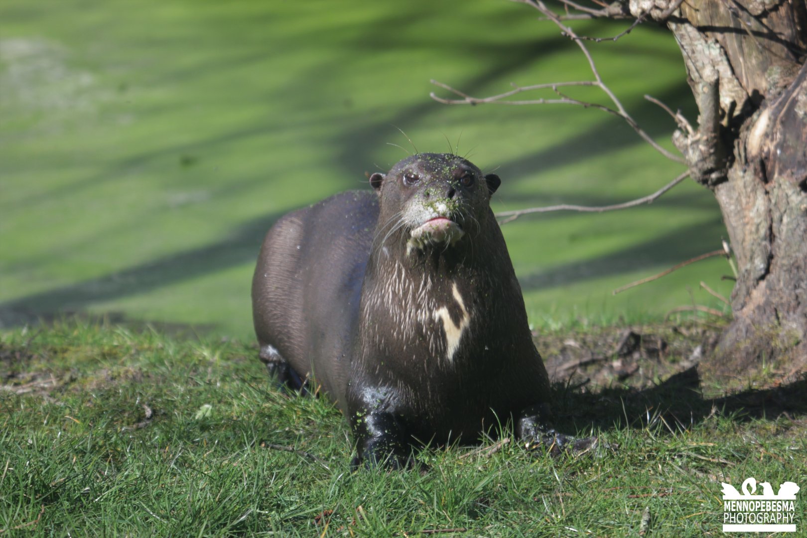 Giant otter (Pteronura brasiliensis)