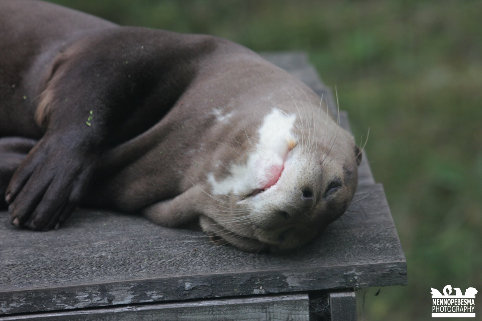 Giant otter (Pteronura brasiliensis)