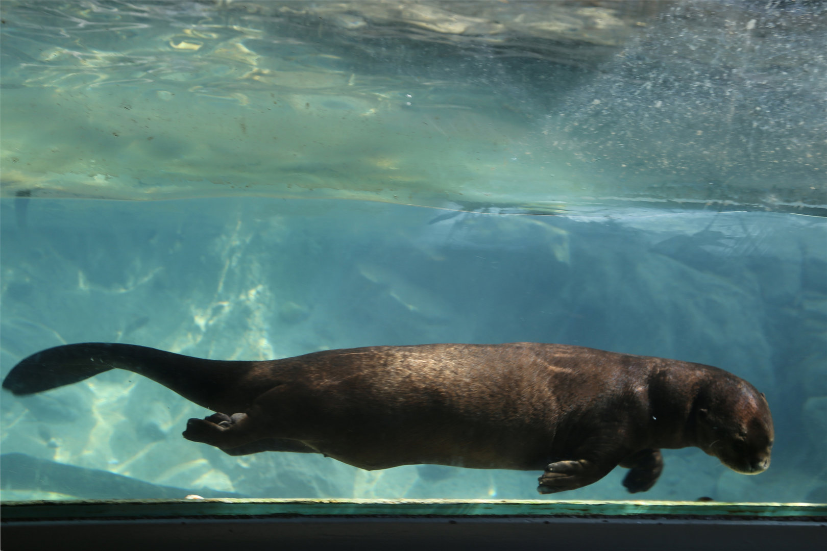 Giant Otter (Pteronura brasiliensis)