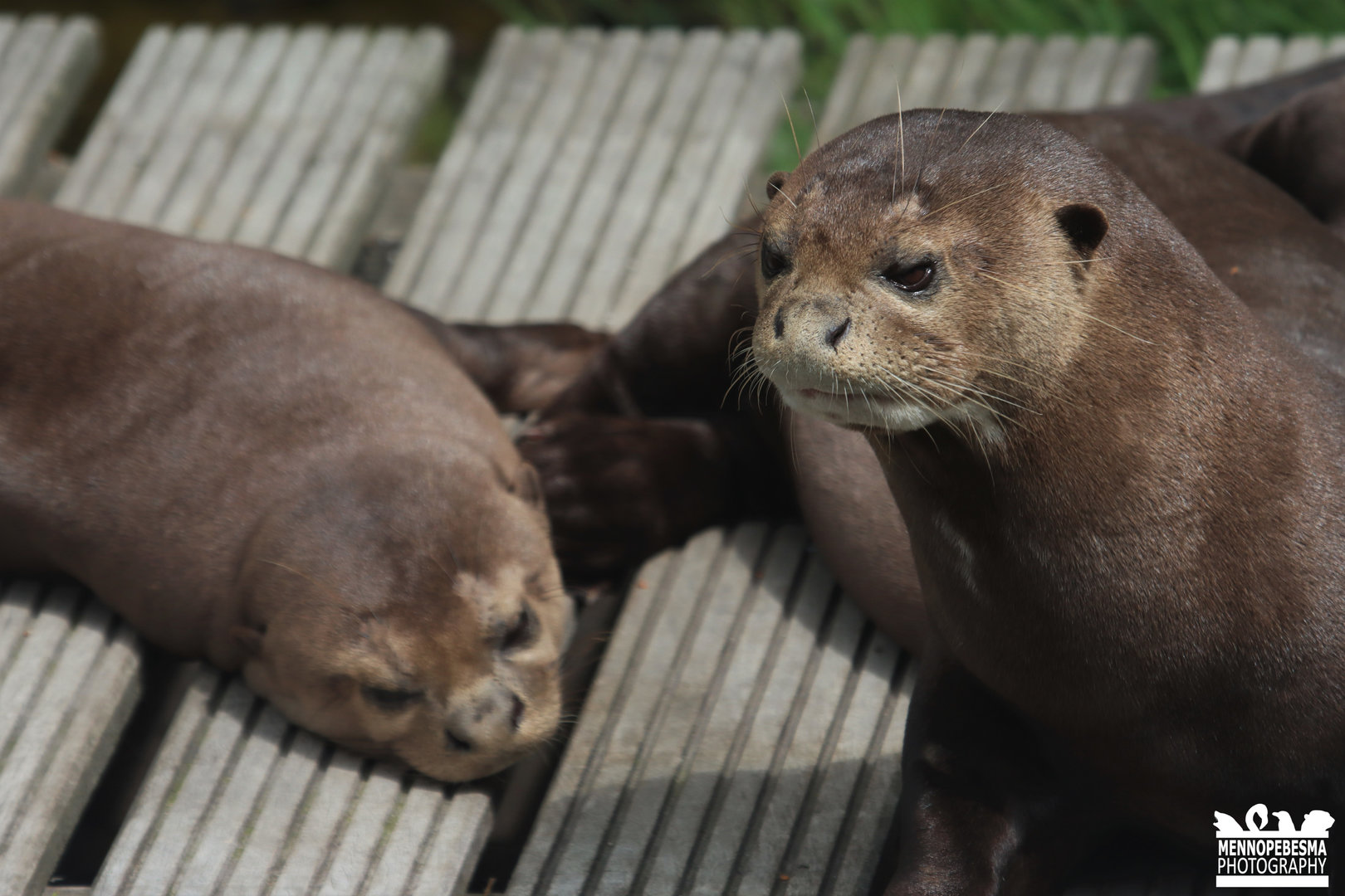 Giant otter (Pteronura brasiliensis)