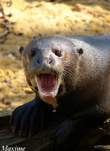 Giant otter (Pteronura brasiliensis)