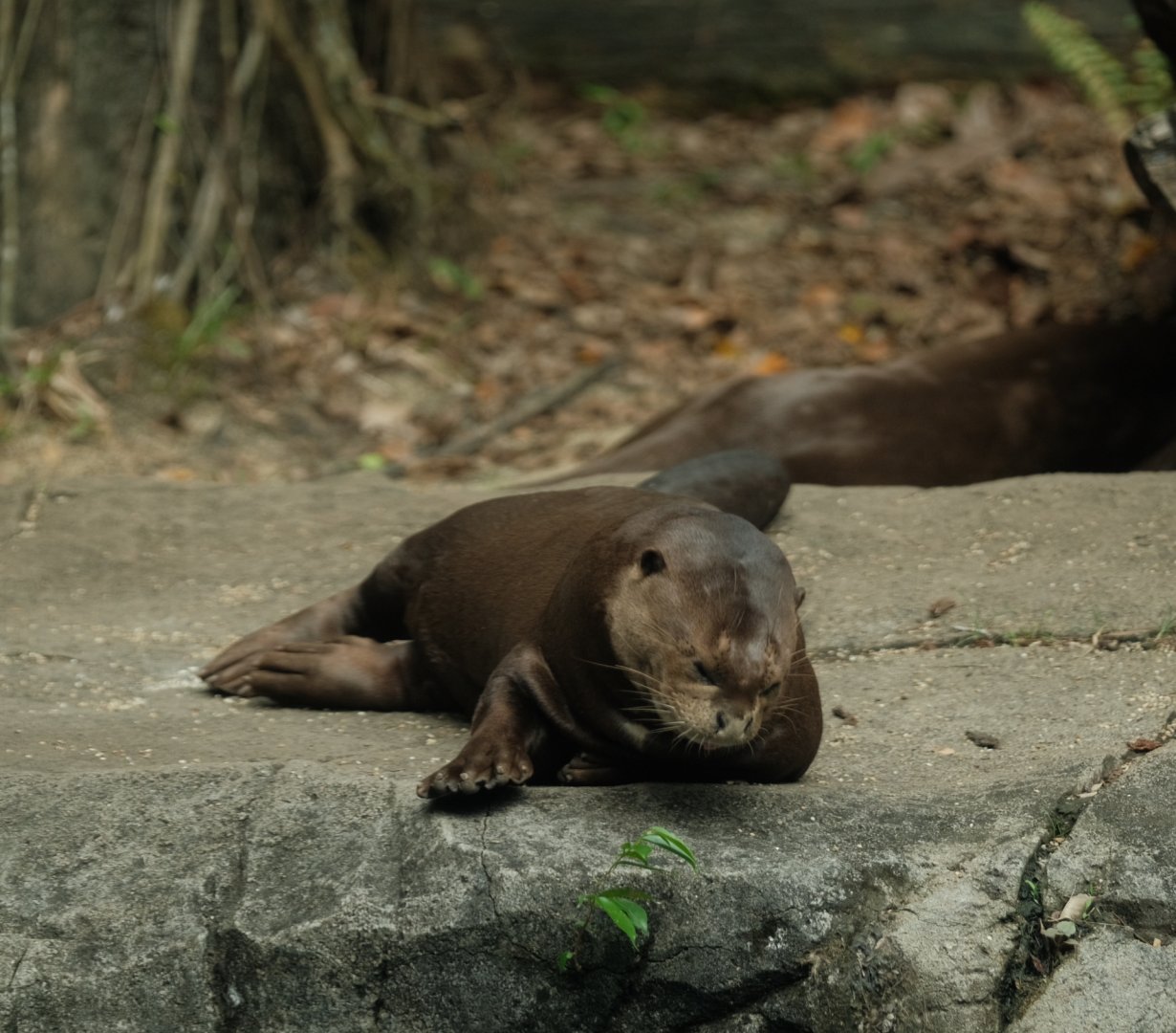 Giant Otter (Pteronura brasiliensis)