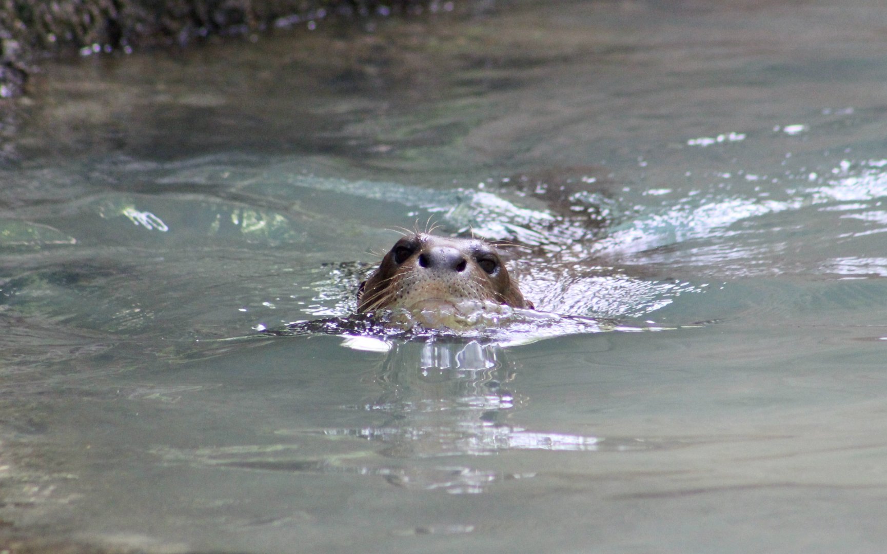 Giant Otter (Pteronura brasiliensis)