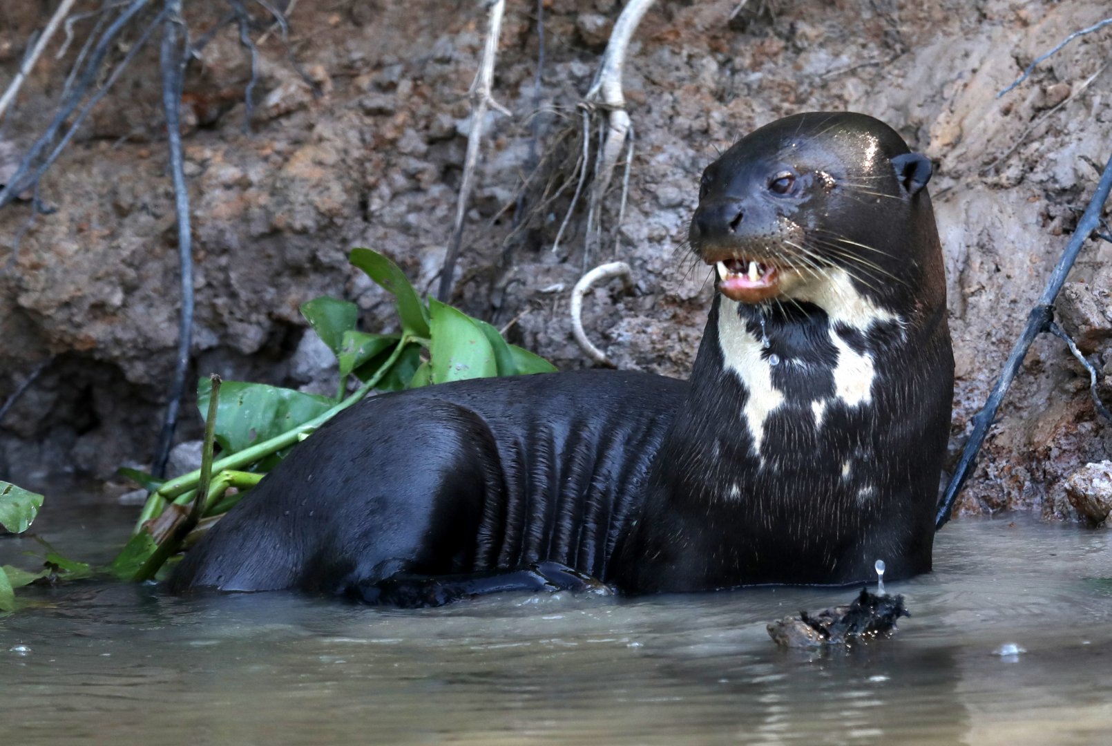 giant otter (Pteronura brasiliensis)