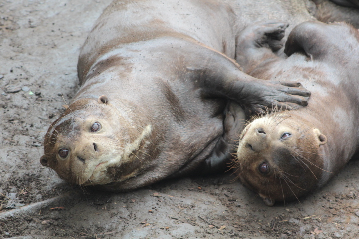 Giant otter (Pteronura brasiliensis)