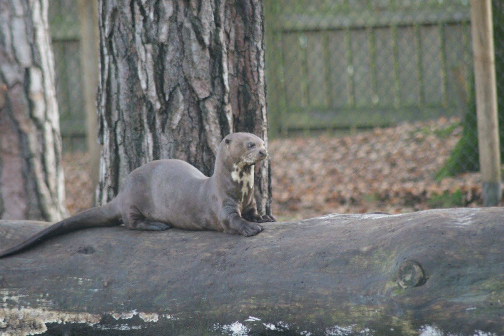 Giant Otter (Pteronura brasiliensis)