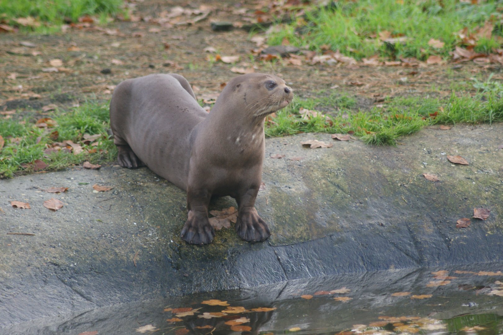 Giant Otter (Pteronura brasiliensis)