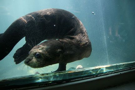 giant otter pup