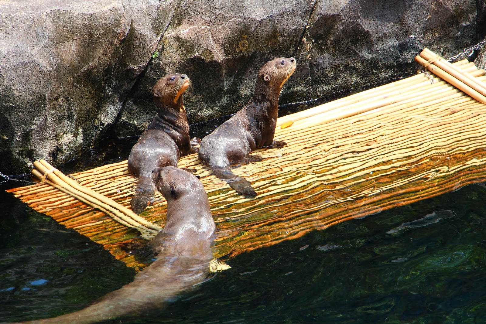 Giant Otter pups