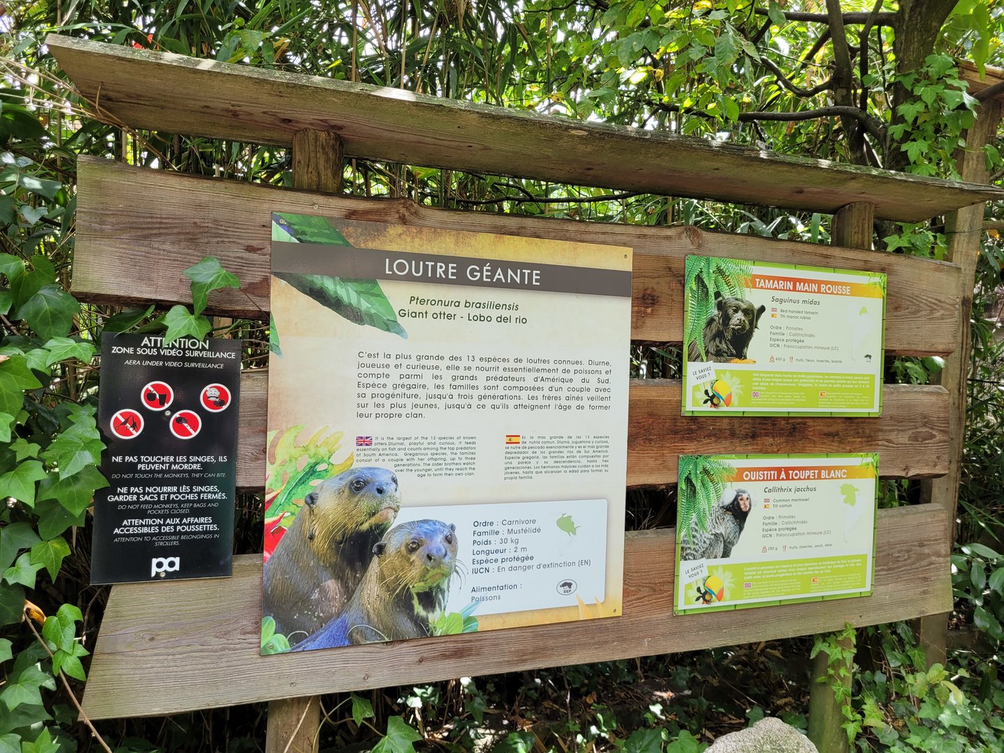 Giant otter, Red-handed tamarin and Common marmoset signae -Parc Animalier des Pyrénées (2023)