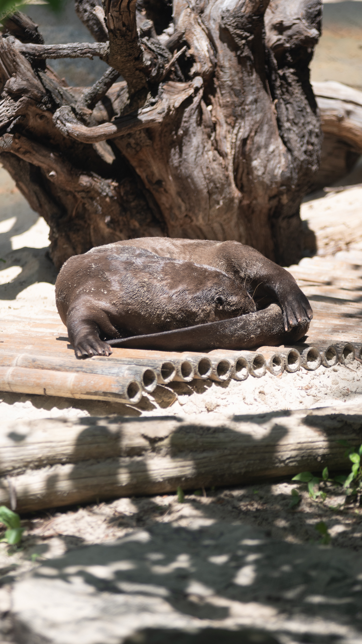 giant otter relaxing