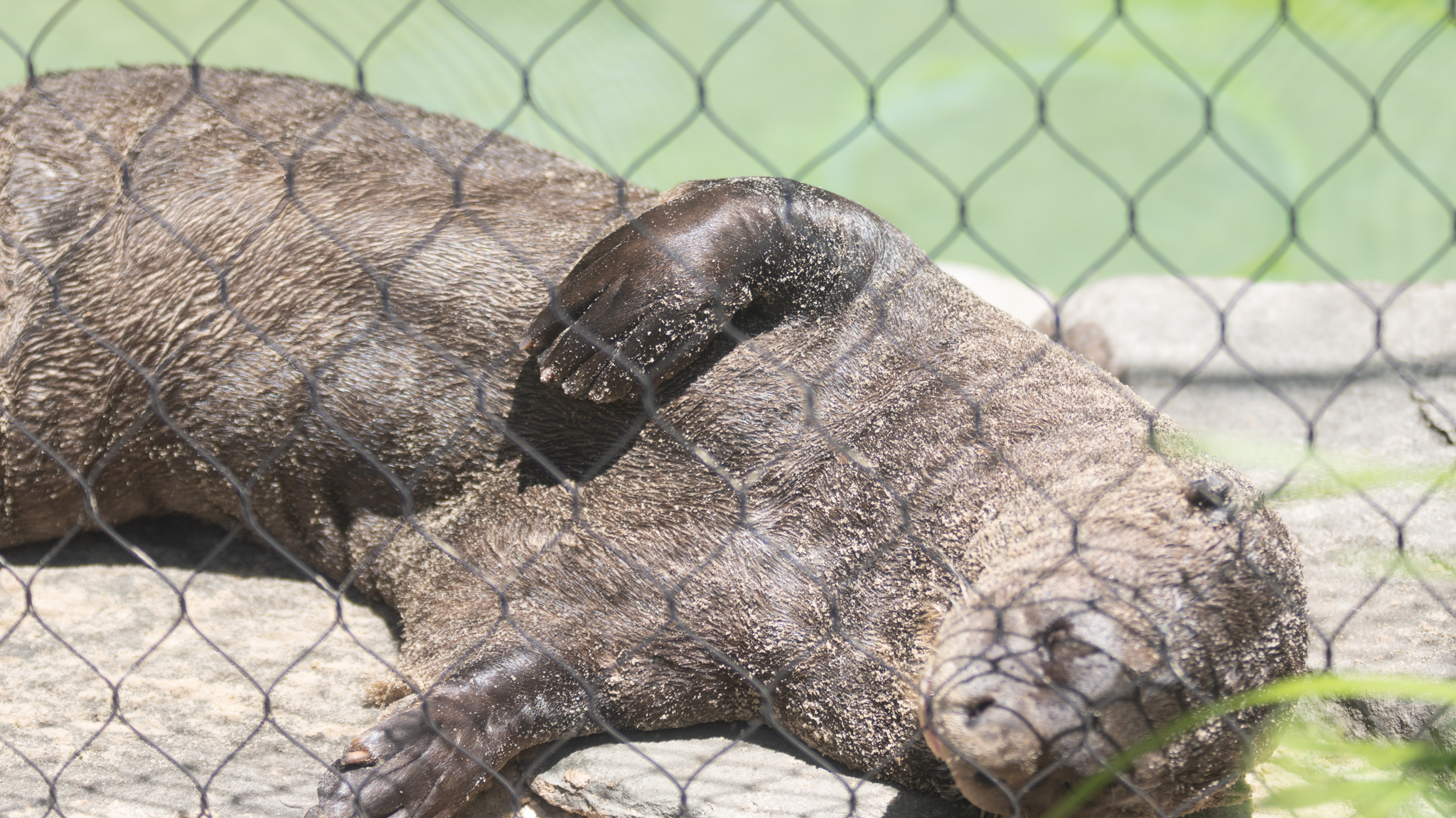 giant otter relaxing