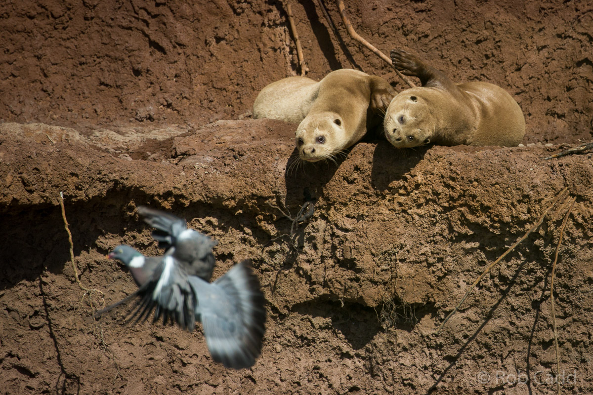 Giant otter : RSCC : 28 Aug 2015